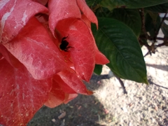 Mussaenda erythrophylla