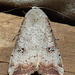 Green Cutworm Moth - Photo (c) a f, some rights reserved (CC BY-NC)