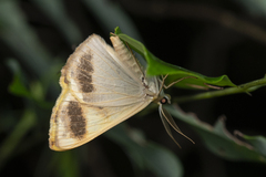 Plutodes