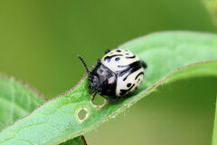 Calligrapha serpentina