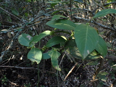Acokanthera oppositifolia
