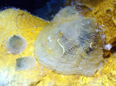 Cheilea equestris