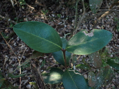Acokanthera oppositifolia