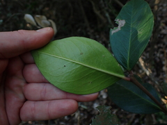 Acokanthera oppositifolia