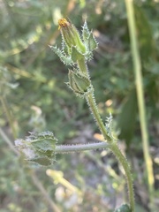 Helminthotheca echioides