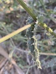 Helminthotheca echioides