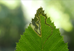 Stigmella carpinella