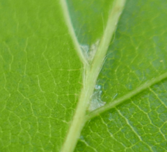 Aceria tenella