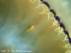 Liocarcinus vernalis