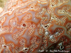Aplidium nordmanni