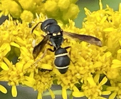 Leptochilus republicanus