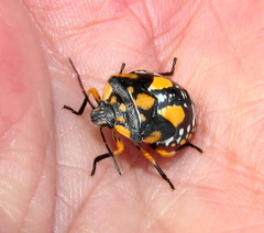 Chinavia pallidoconspersa