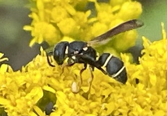 Leptochilus republicanus