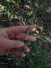 Stipa dregeana