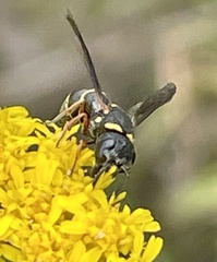 Leptochilus republicanus
