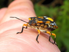 Chinavia pallidoconspersa