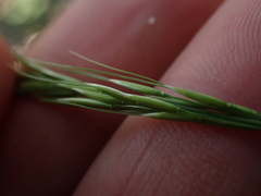 Stipa dregeana