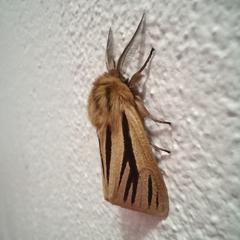 Acantharctia latifasciata