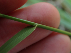 Stipa dregeana