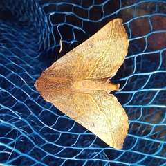 Drepanogynis villaria