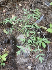 Lomatium brandegeei
