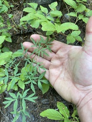 Lomatium brandegeei