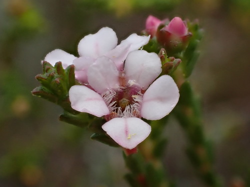Image of Euchaetis albertiniana by (c) Ren Hoekstra, some rights reserved (CC BY)