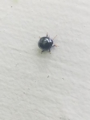 Corimelaena lateralis