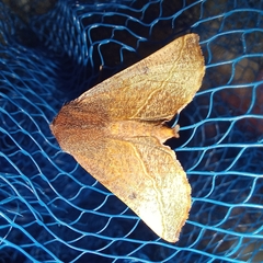 Drepanogynis villaria