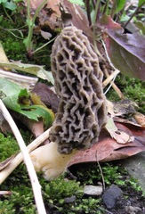Morchella