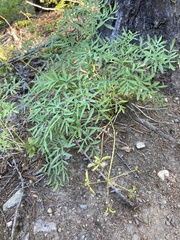 Lomatium brandegeei