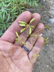 Lomatium brandegeei