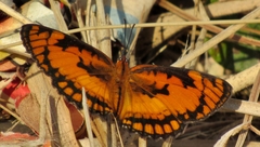 Byblia anvatara acheloia