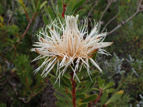 Image of Protea lanceolata by (c) Ren Hoekstra, some rights reserved (CC BY)