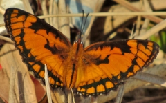 Byblia anvatara acheloia