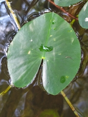 Nuphar pumila