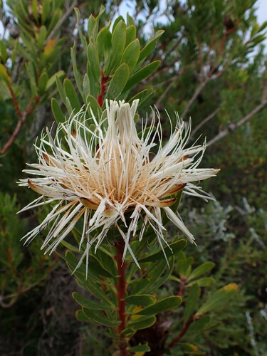 Image of Protea lanceolata by (c) Ren Hoekstra, some rights reserved (CC BY)