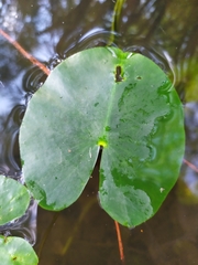 Nuphar pumila