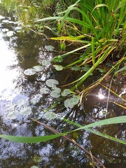 Nuphar pumila