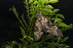 Psilogramma discistriga