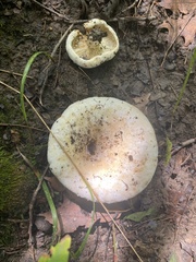 Lactifluus subvellereus
