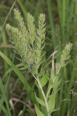 Lithospermum parviflorum