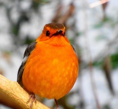 Cossypha natalensis natalensis