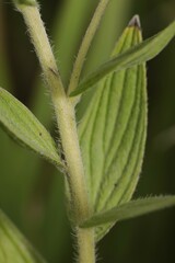 Lithospermum parviflorum