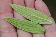 Lithospermum parviflorum
