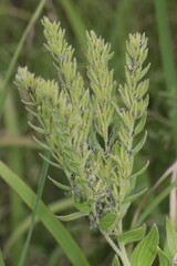 Lithospermum parviflorum