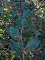 Gymnosporia nemorosa
