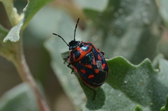 Eurydema herbacea