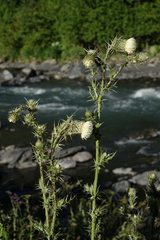 Cirsium echinus