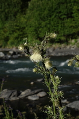 Cirsium echinus